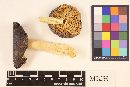 Russula caerulea image