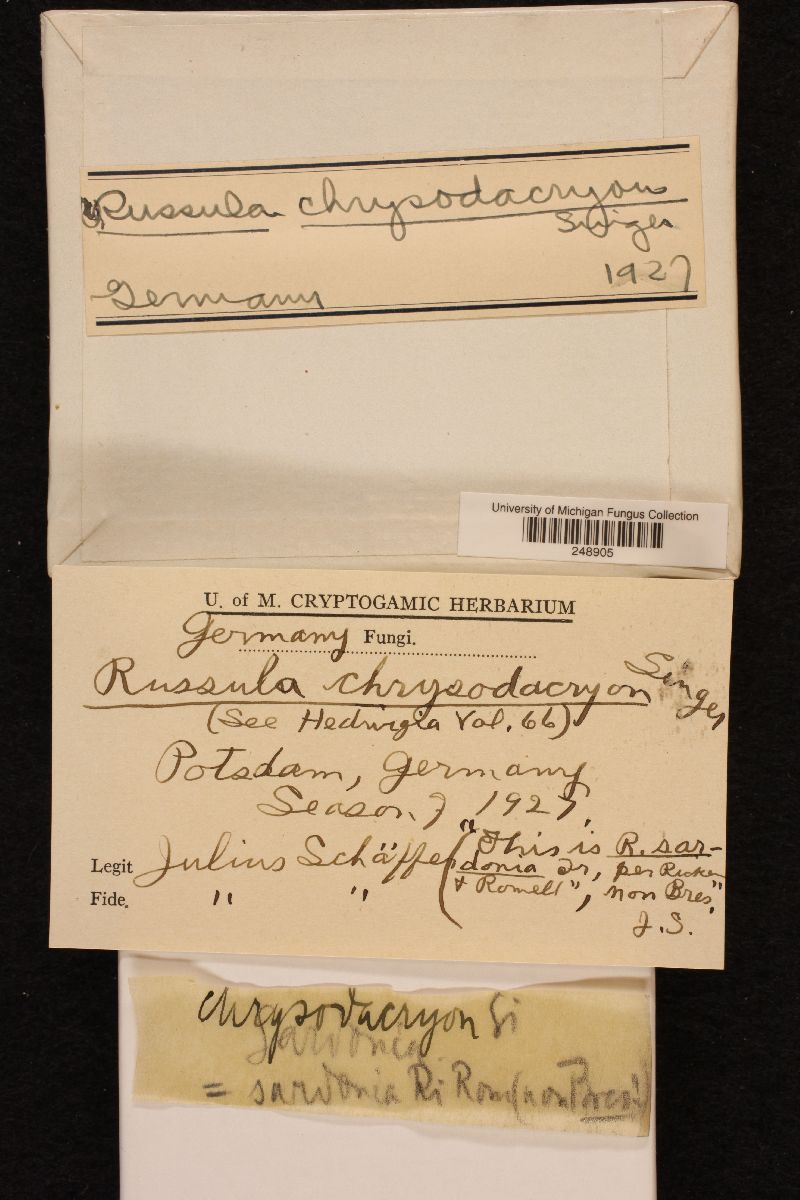 Russula chrysodacryon image