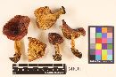 Russula chrysodacryoides image