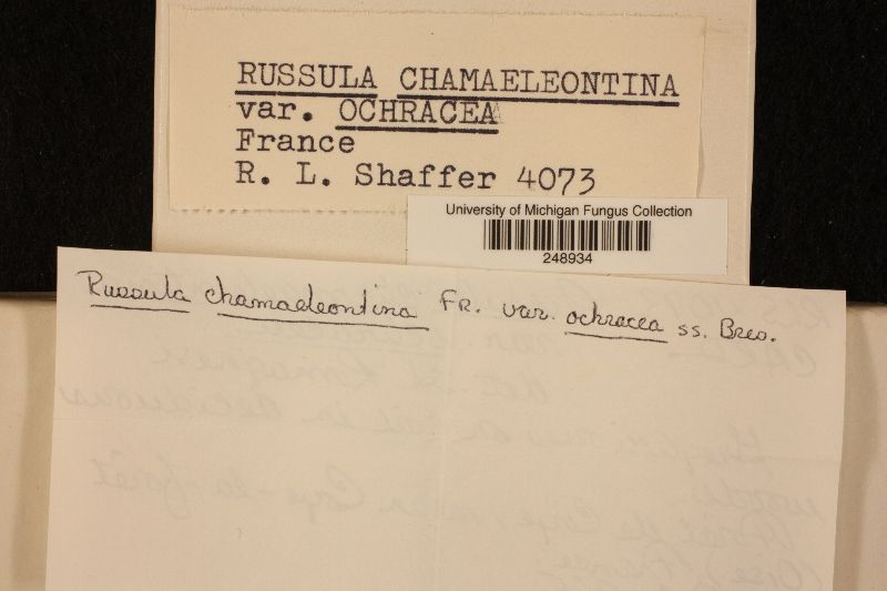 Russula chamaeleontina var. ochracea image