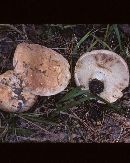 Russula compacta image