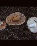 Russula compacta image