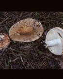 Russula compacta image