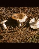 Russula compacta image