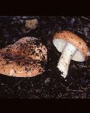 Russula compacta image