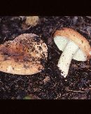 Russula compacta image