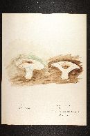 Russula delica image