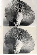 Russula densifolia f. densifolia image