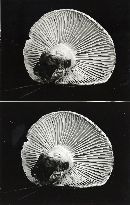 Russula dissimulans image