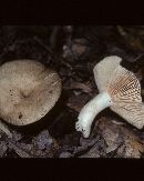 Russula subnigricans image