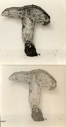 Russula eccentrica image