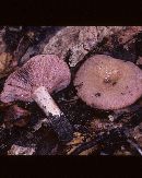 Russula eccentrica image