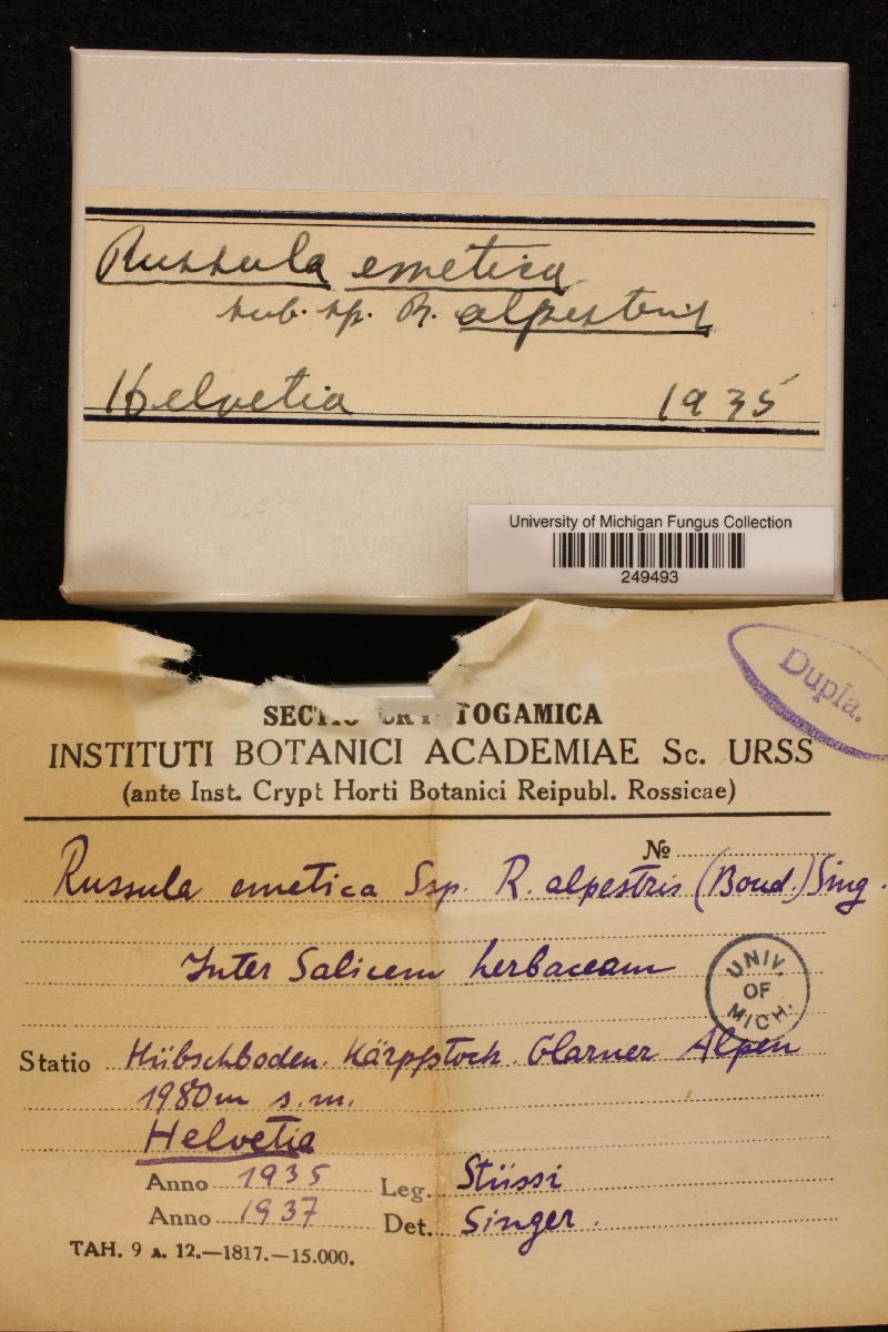 Russula emetica subsp. alpestris image