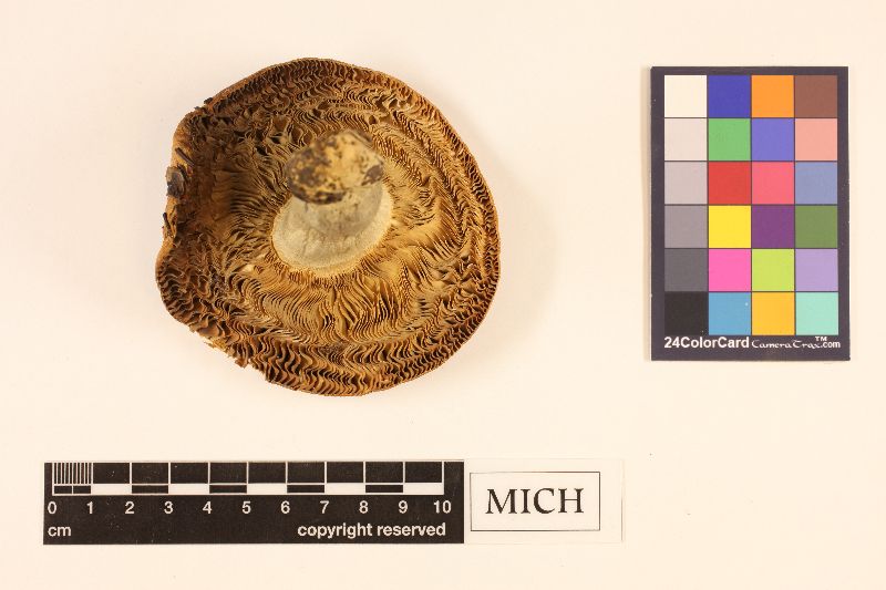 Russula flava image