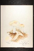 Russula foetens image