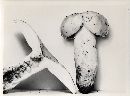 Russula foetens image