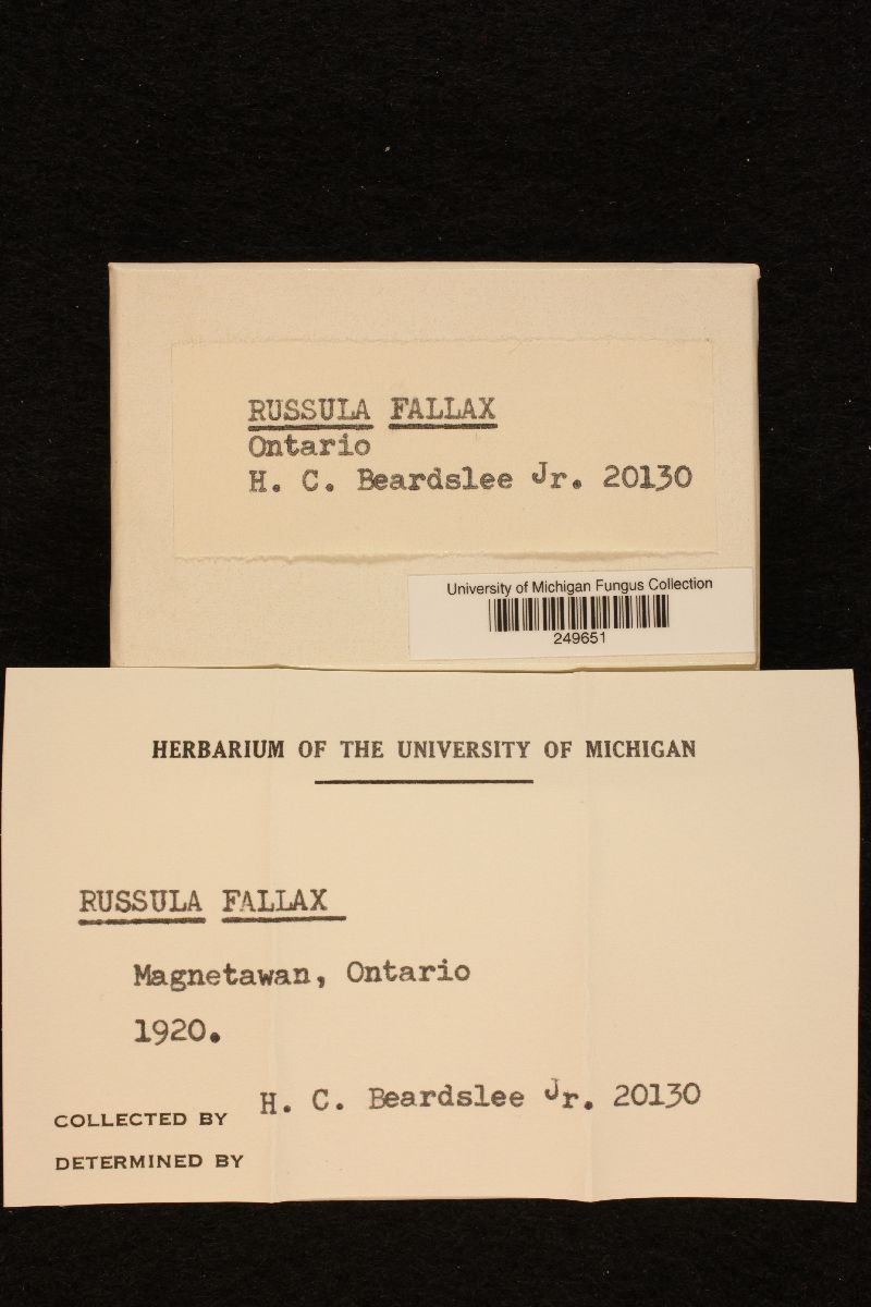 Russula fallax image