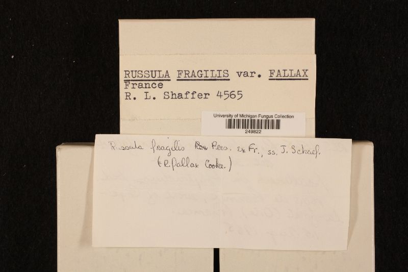Russula fragilis var. fragilis image