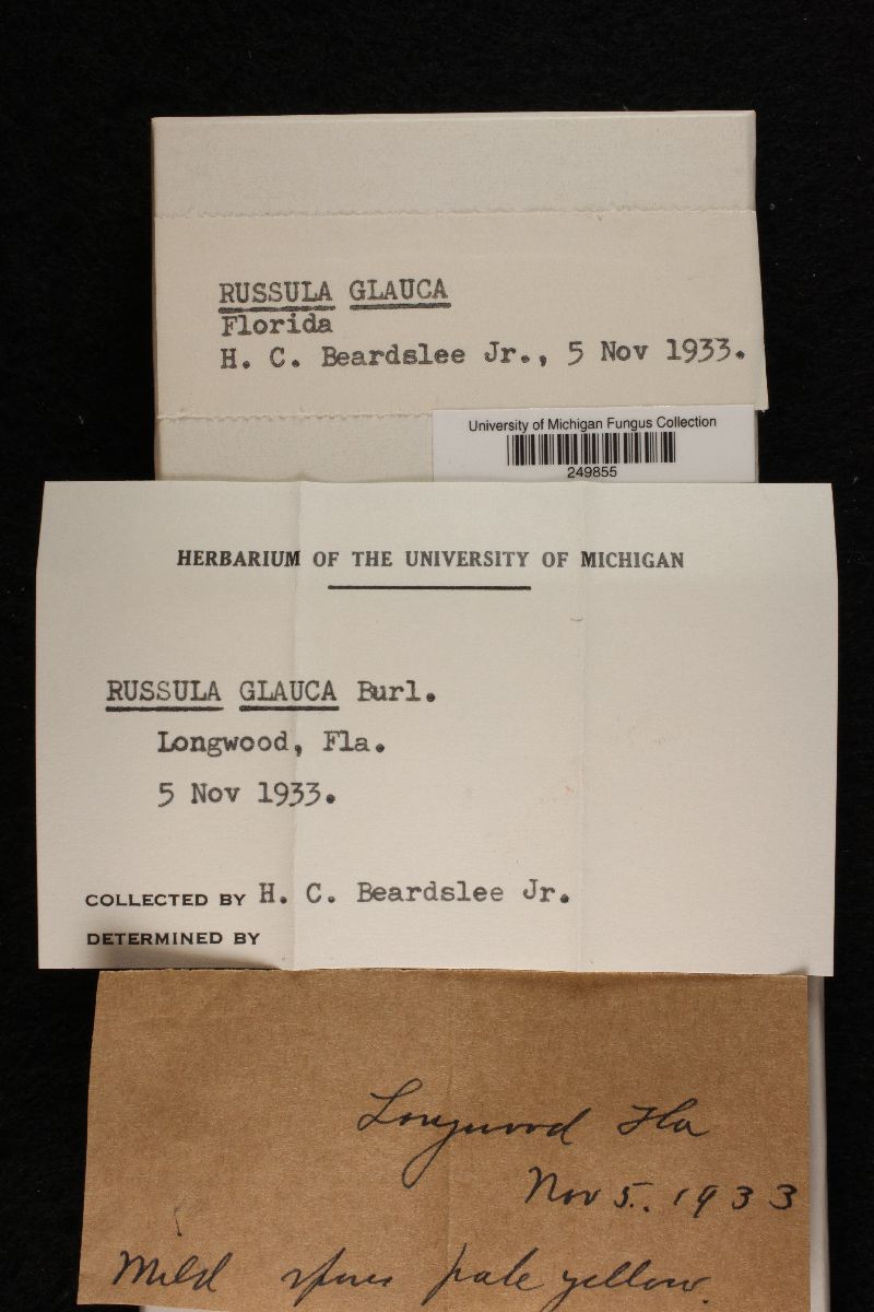 Russula glauca image