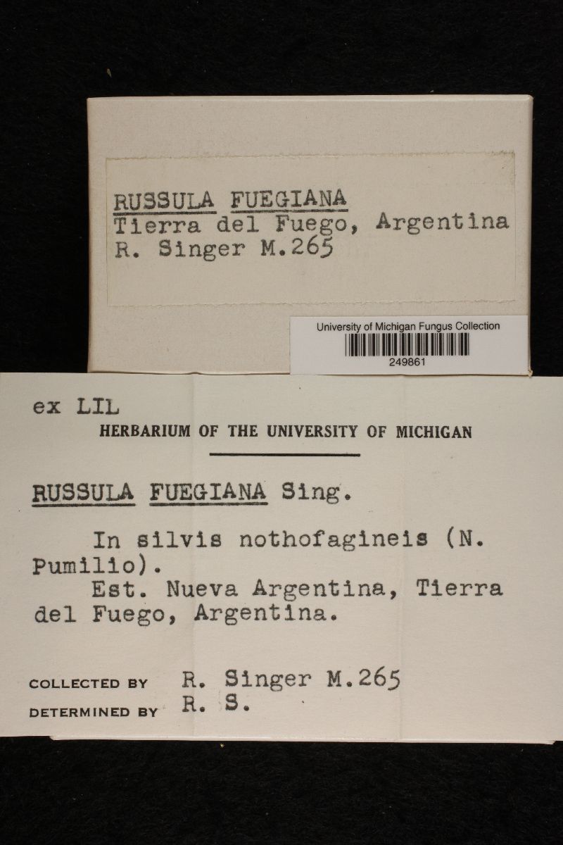 Russula fuegiana image