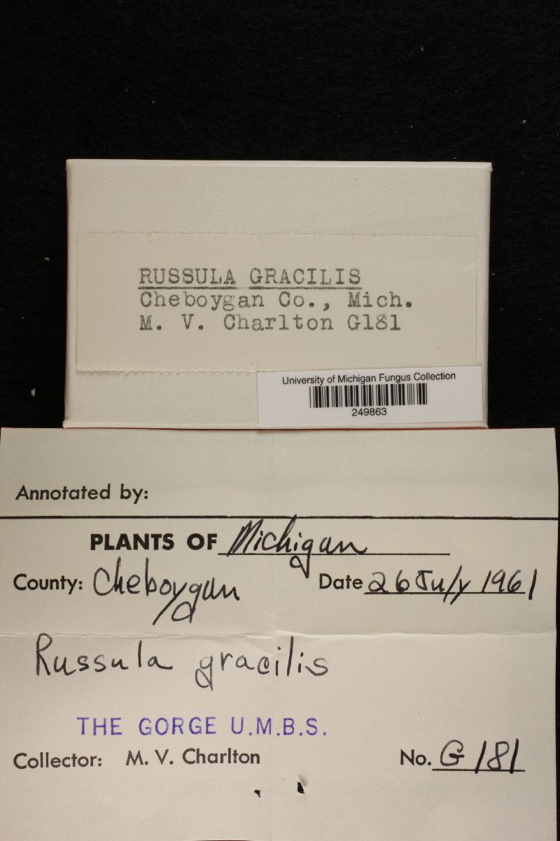 Russula gracilis image