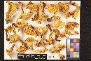 Cantharellus subalbidus image