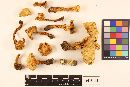 Cantharellus formosus image