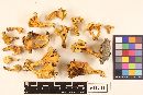 Cantharellus lateritius image