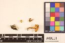 Cantharellus friesii image