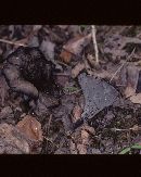 Craterellus fallax image