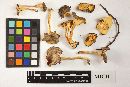 Craterellus lutescens image