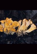 Craterellus odoratus image