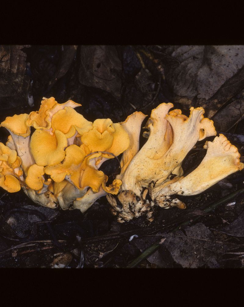 Craterellus odoratus image