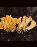 Image of Craterellus odoratus