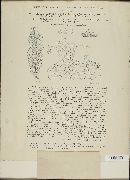 Chrysomyxa rhododendri image