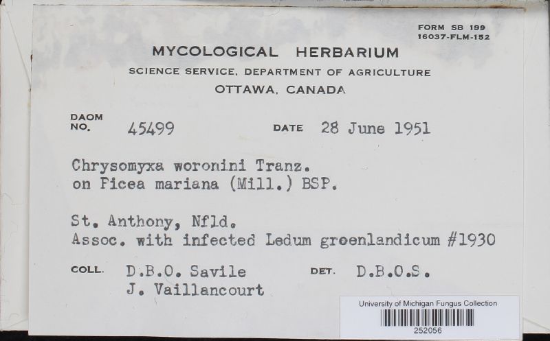 Chrysomyxa woroninii image