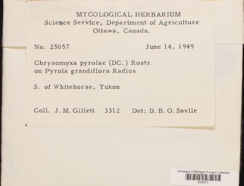 Chrysomyxa pyrolae image