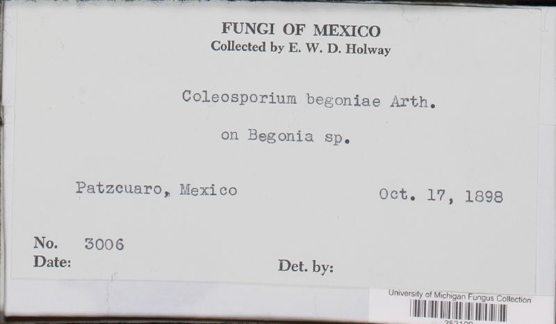 Coleosporium begoniae image