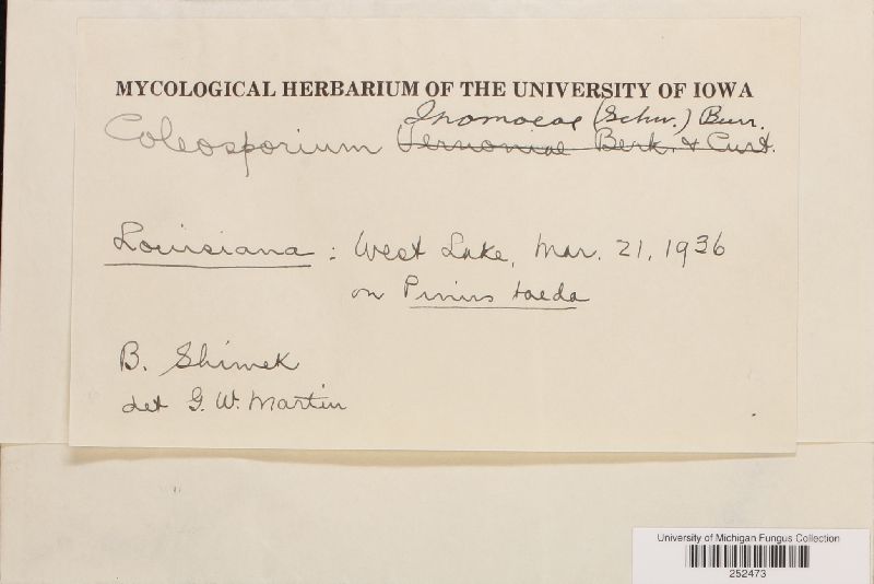 Coleosporium ipomoeae image