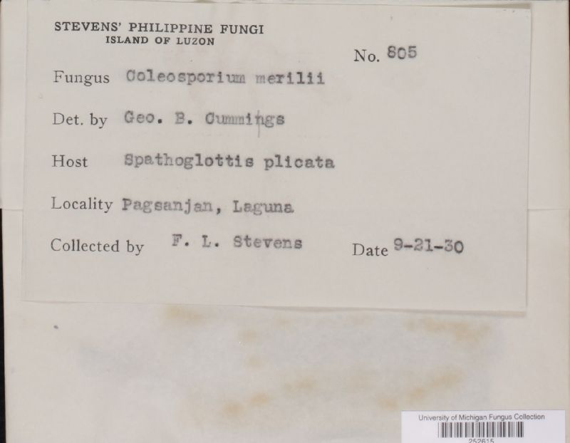 Coleosporium merrillii image