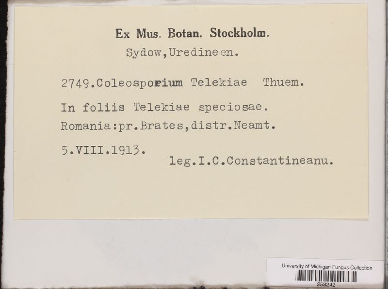 Coleosporium telekiae image