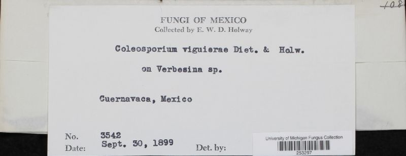 Coleosporium viguierae image