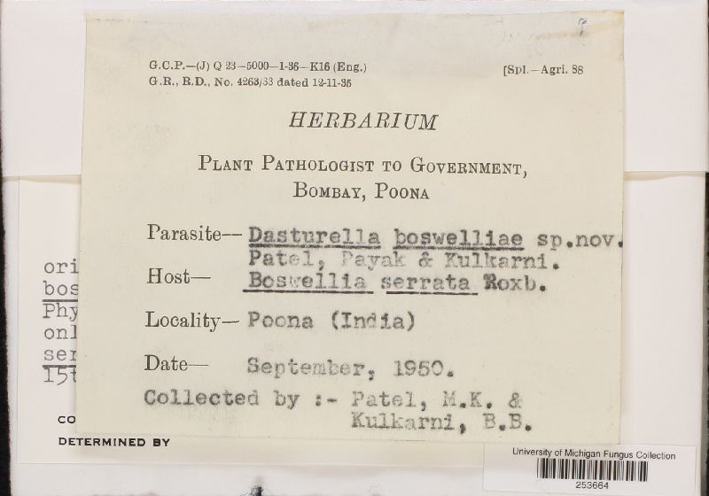 Dasturella boswelliae image