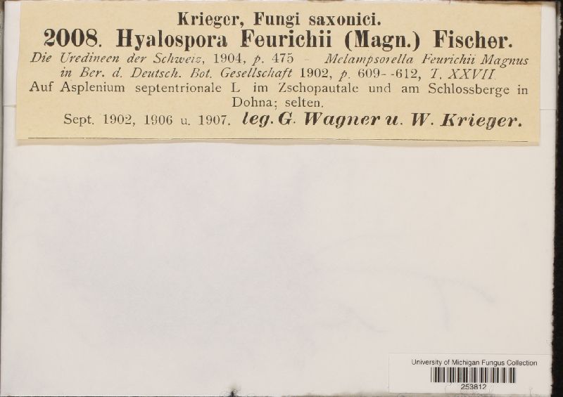 Hyalopsora feurichii image