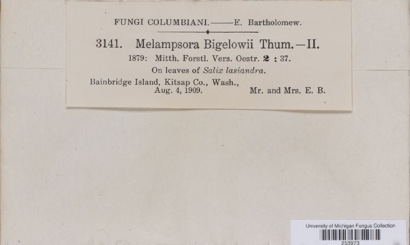Melampsora bigelowii image