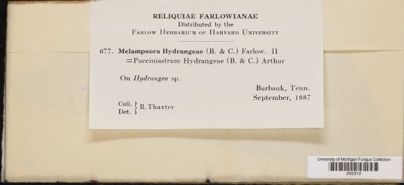 Pucciniastrum hydrangeae image