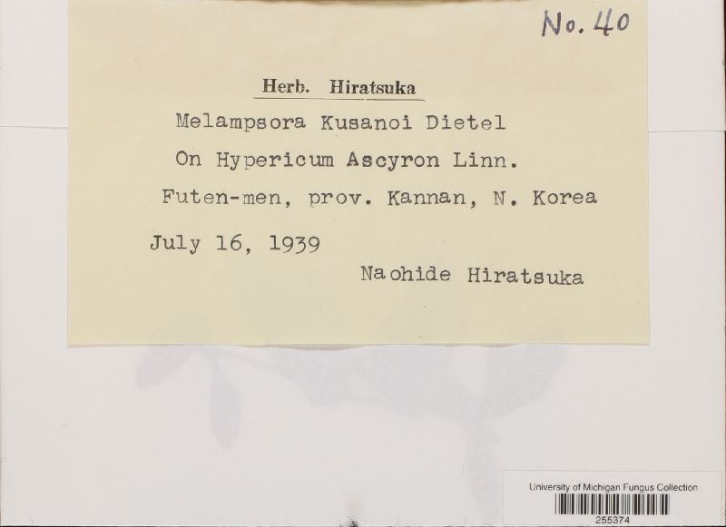 Melampsora kusanoi image