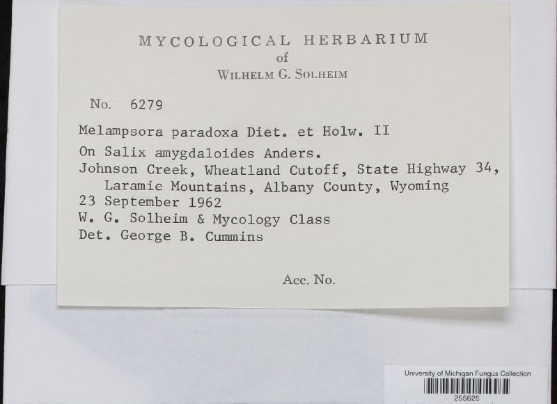 Melampsora paradoxa image