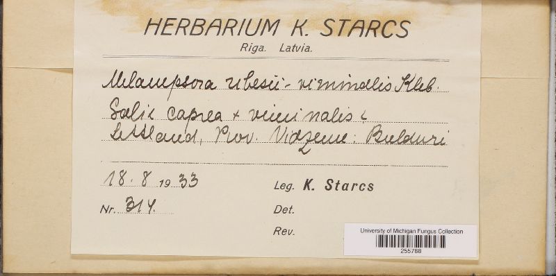 Melampsora ribesii-viminalis image