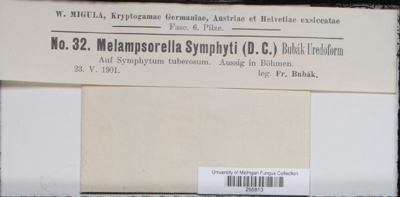Pucciniastrum symphyti image